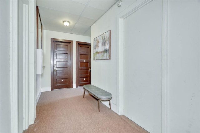 hall featuring a paneled ceiling and carpet floors