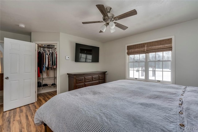 bedroom featuring a walk in closet, wood finished floors, a closet, and a ceiling fan