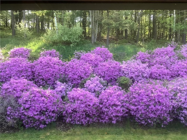 view of yard with a view of trees