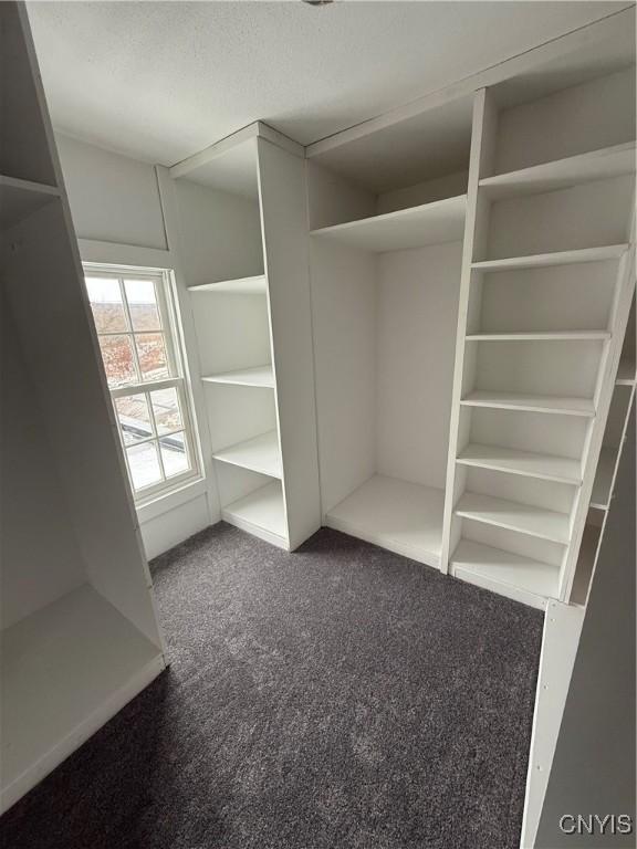 walk in closet with carpet flooring