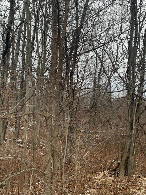0 Phillips Odell Rd, Guilford, NY 13809 - photo 4