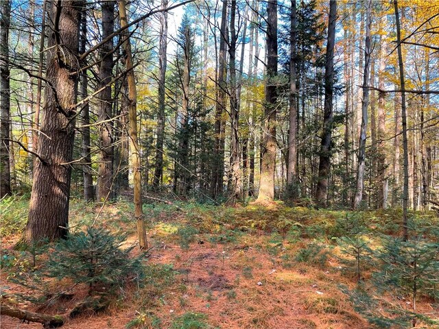 2192 State Route 8, Ohio, NY 13324 - view of nature featuring a view of trees