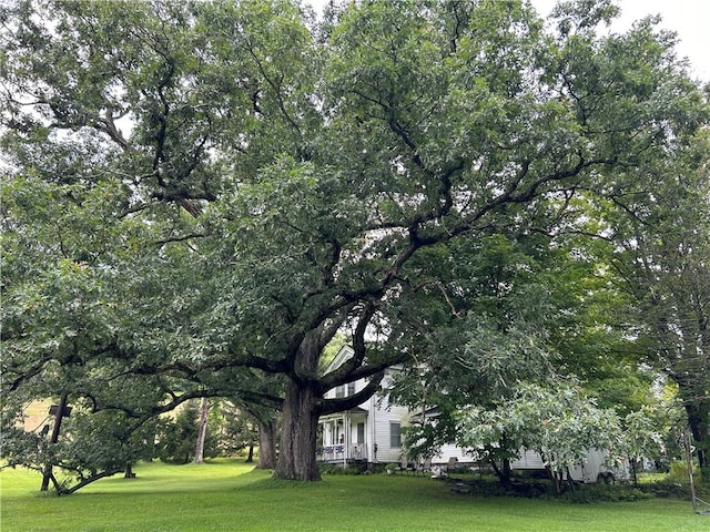 810 River Rd, Sanford, NY 13754 - view of green lawn