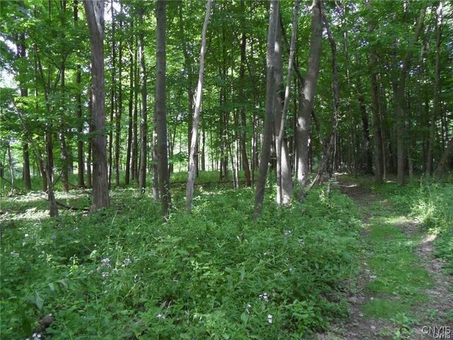 Henderson St, Whitestown, NY 13492 - photo 4