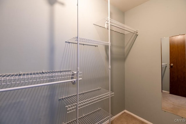 spacious closet featuring carpet flooring