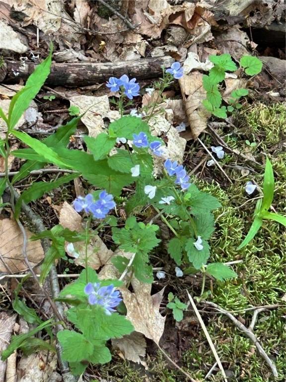 512 County Road 18, Butternuts, NY 13809 - photo 23