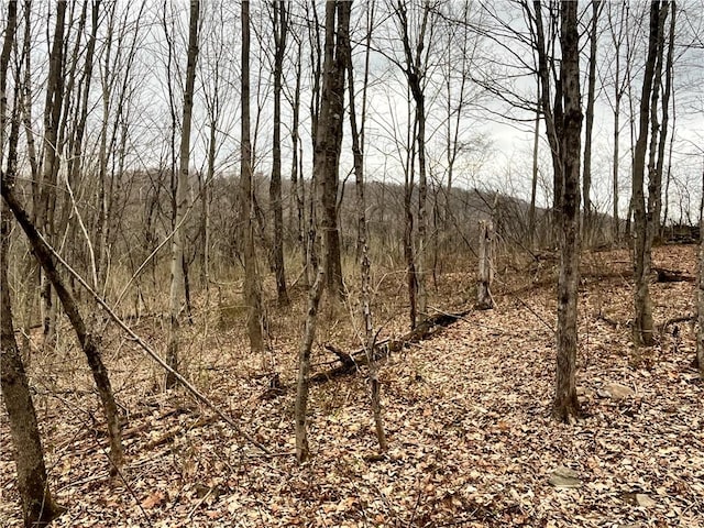 view of local wilderness