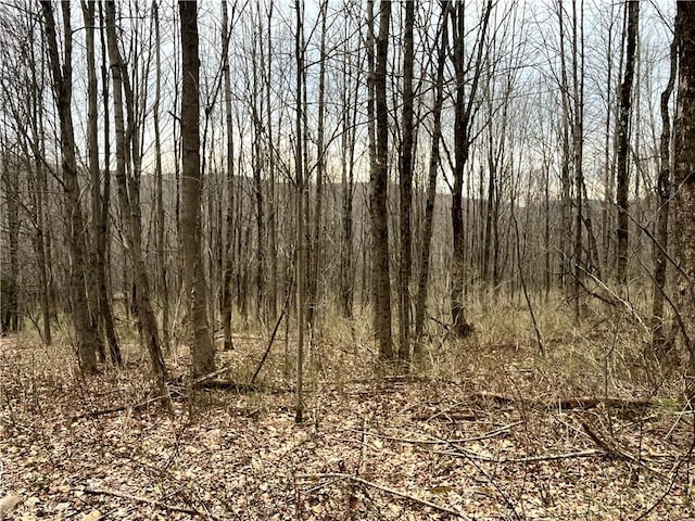 view of local wilderness