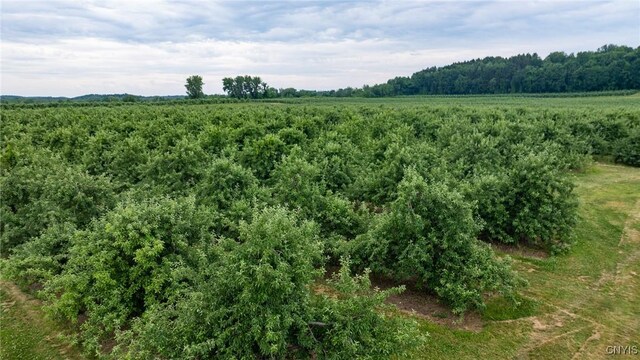 6258 Hill Rd, Sodus, NY 14551 - photo 15