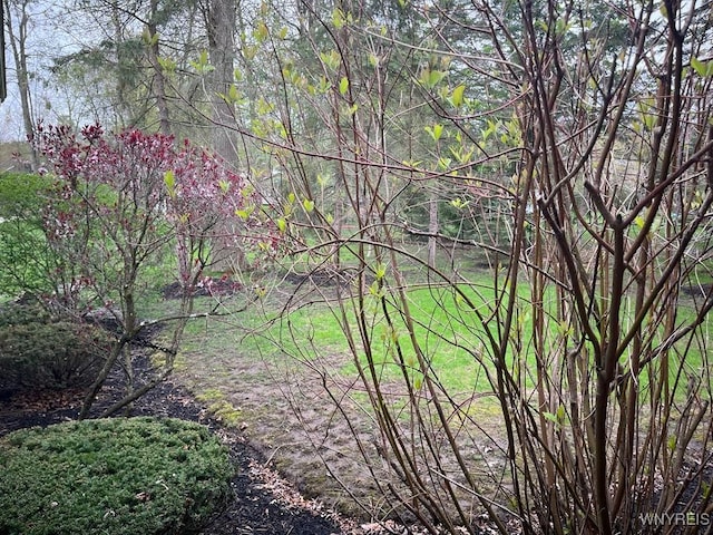 view of local wilderness