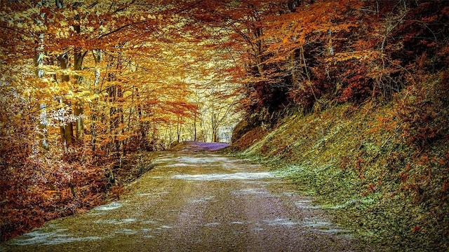 16441 W Lake Rd, Pulteney, NY 14418 - view of road with a wooded view