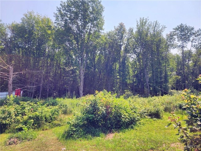 620 Albion Cross Rd, Albion, NY 13142 - view of local wilderness