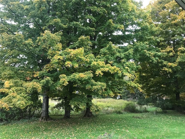 view of local wilderness featuring a view of trees