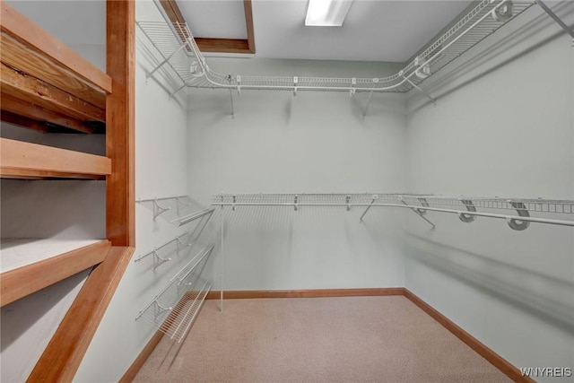 spacious closet featuring carpet floors