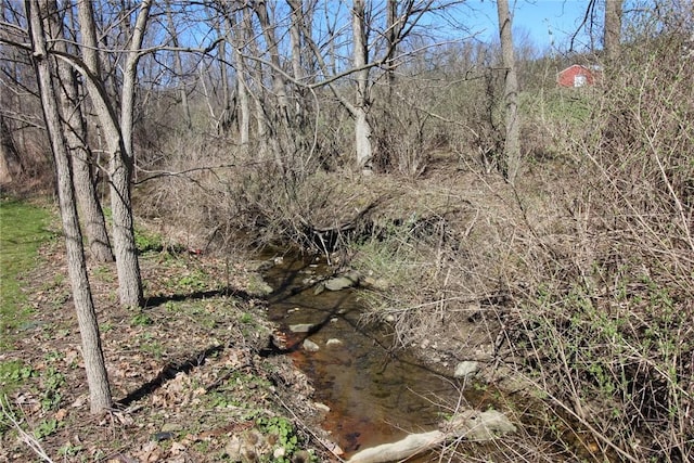 view of local wilderness