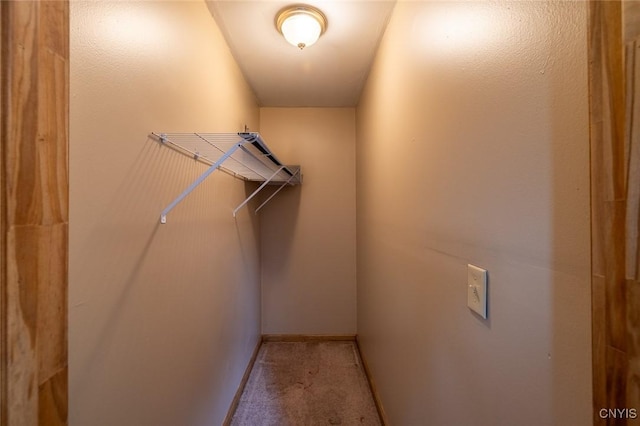 spacious closet featuring carpet