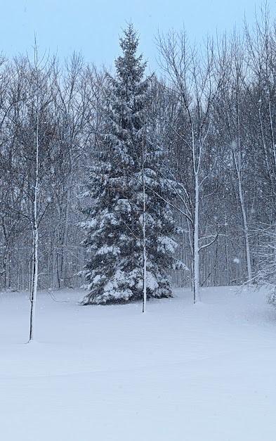 5876 Clearview Ln, Alfred, NY 14803 - snowy yard with a wooded view