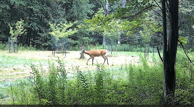 view of nature with a wooded view