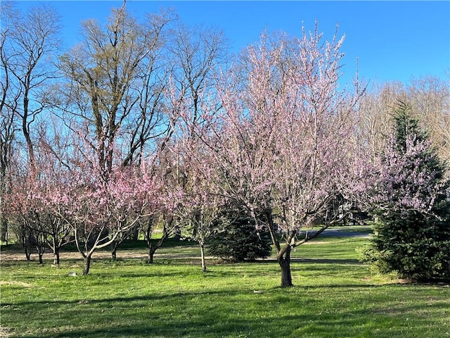 view of home's community with a yard