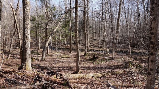 view of local wilderness