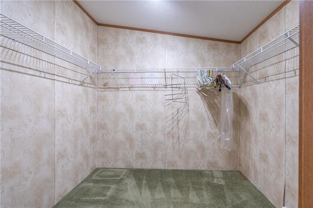 spacious closet featuring carpet
