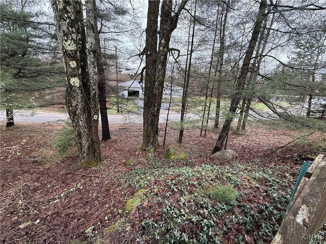 view of local wilderness