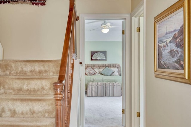 stairs with carpet flooring and a ceiling fan