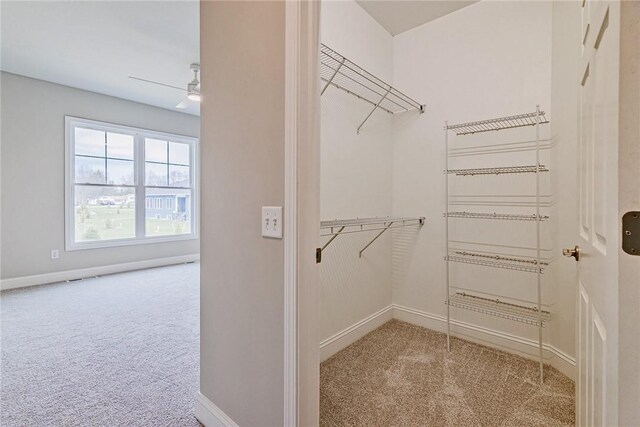 walk in closet featuring carpet and a ceiling fan