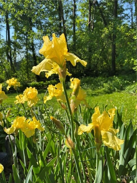 2321 Olanco Rd, Spafford, NY 13110 - exterior view