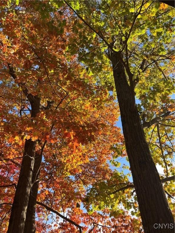 2321 Olanco Rd, Spafford, NY 13110 - view of undeveloped land