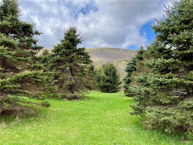 view of yard with a mountain view and a forest view