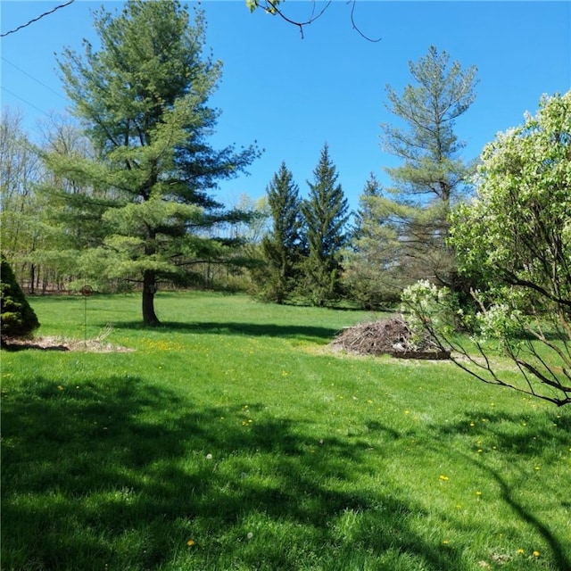 4510 Colvin Hill Rd, Troupsburg, NY 14898 - view of green lawn