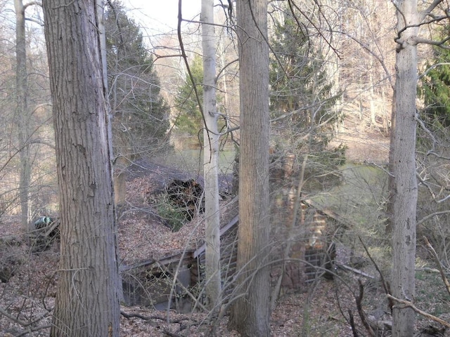 view of woods