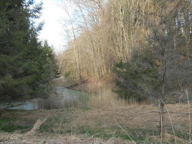 view of local wilderness
