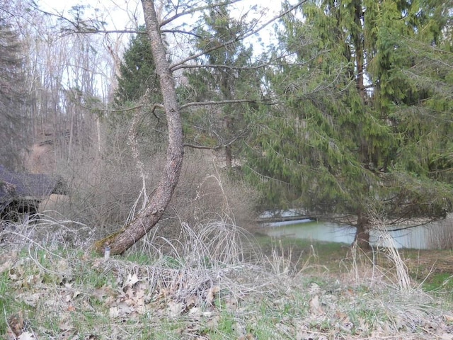 view of woods