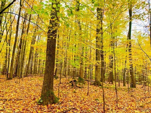 345 Orton Rd, Sandy Creek, NY 13142 - view of woods