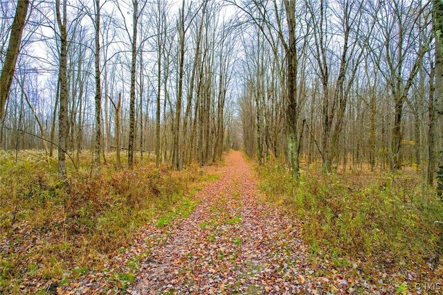 345 Orton Rd, Sandy Creek, NY 13142 - view of woods