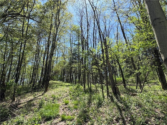 2395 State Highway 205, Laurens, NY 13810 - view of tree filled area