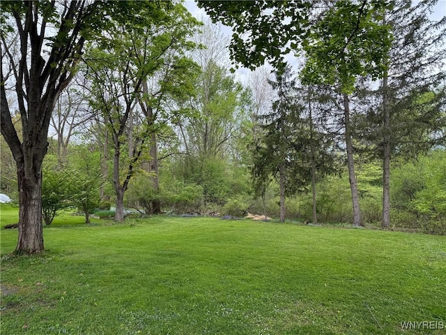 view of green lawn