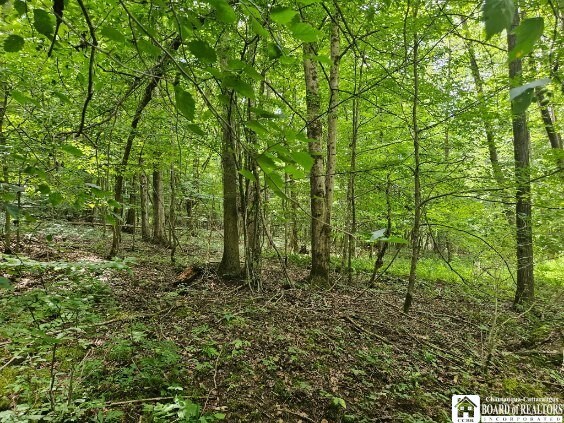 5162 Whig St, Little Valley, NY 14779 - view of wooded area