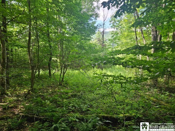 5162 Whig St, Little Valley, NY 14779 - view of wooded area