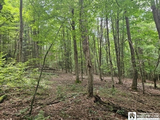 5162 Whig St, Little Valley, NY 14779 - view of woods