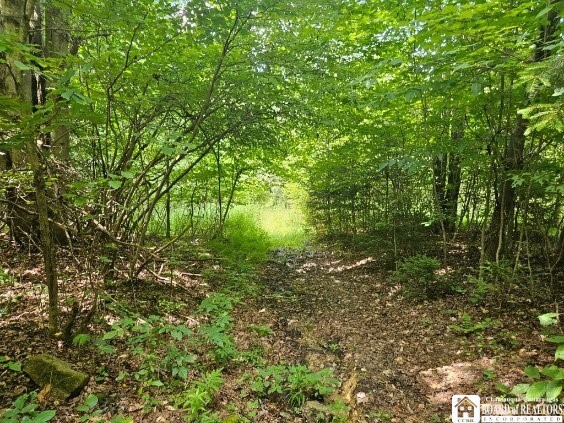5162 Whig St, Little Valley, NY 14779 - view of wooded area