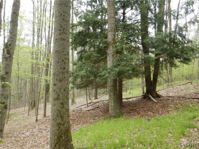 Wightman Rd, Wellsville, NY 14897 - photo 19