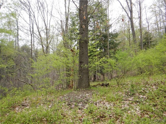 Wightman Rd, Wellsville, NY 14897 - photo 5