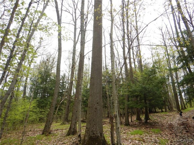 Wightman Rd, Wellsville, NY 14897 - photo 10