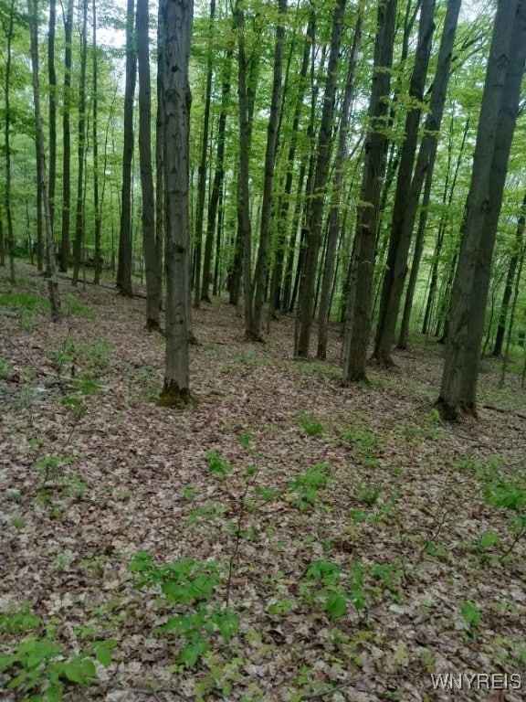 Utley Rd, East Otto, NY 14729