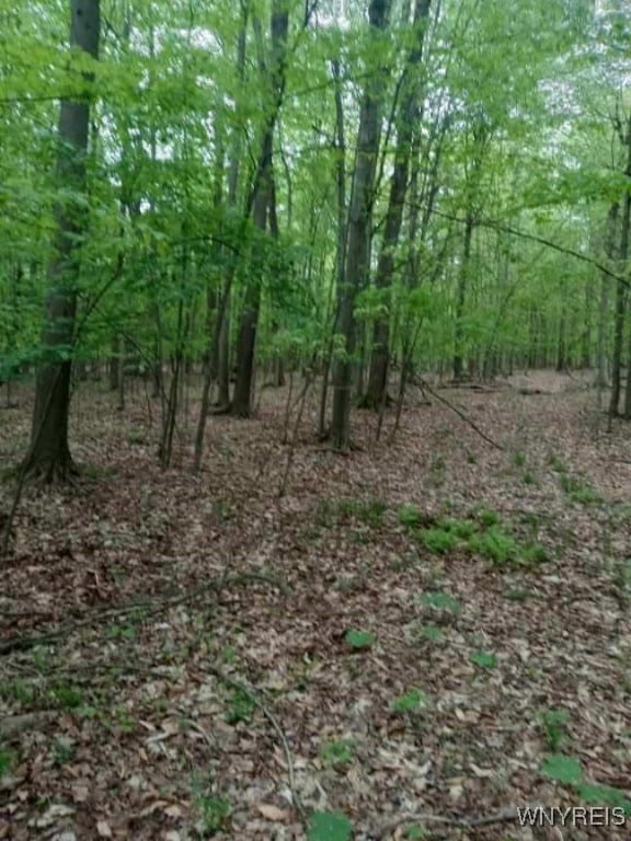 Utley Rd, East Otto, NY 14729