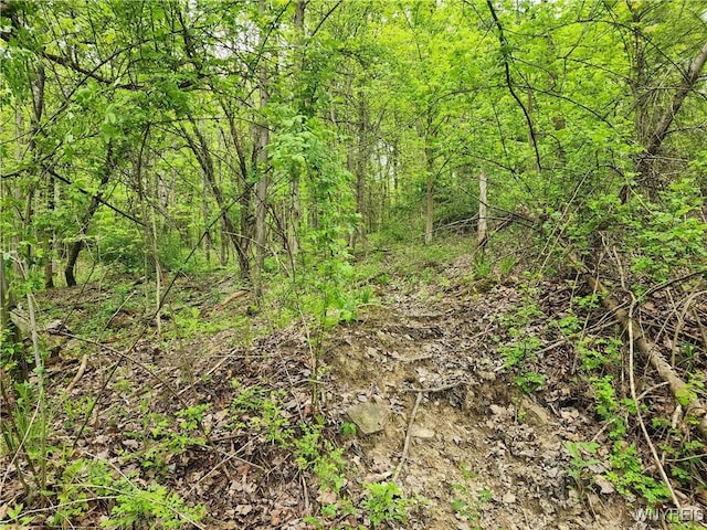 Utley Rd, East Otto, NY 14729