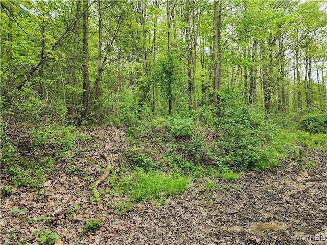 Utley Rd, East Otto, NY 14729
